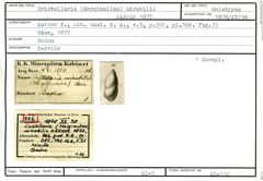 Karteikarte zum Holotyp von Cristellaria (Marginulina) mirabilis Karrer, 1877